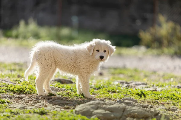 Pyrenean Dağ Köpeği Patou Gelecekteki Çoban Açık Hava — Stok fotoğraf