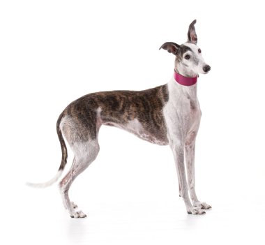 Beyaz arka planda Galga espanolü stüdyoda