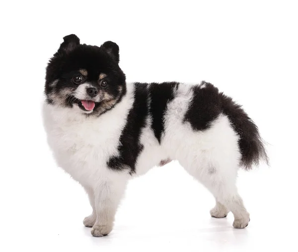 Portrait Black White Dwarf Pomeranian White Background — Stock Photo, Image