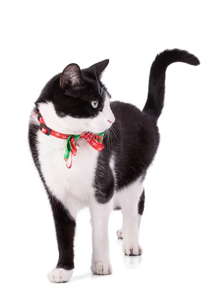 Kucing Hitam Dan Putih Dengan Kerah Natal Terisolasi Latar Belakang — Stok Foto