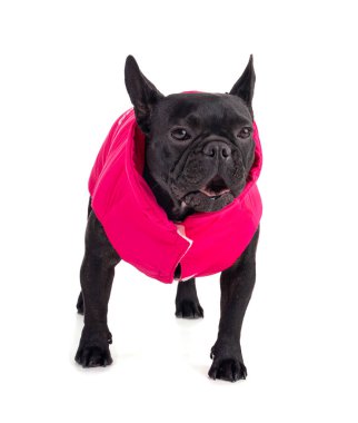 Beyaz arka planda pembe ceketli bir Fransız Bulldog portresi.