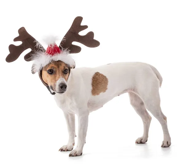 Jack Russell Für Die Weihnachtsfeiertage Studio Auf Weißem Hintergrund — Stockfoto