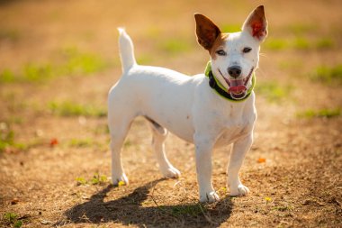 Dışarıda kocaman bir gülümsemesi olan Jack Russell 'ın portresi.