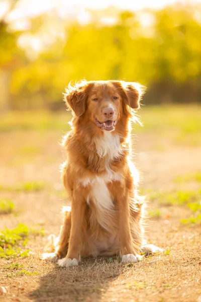 Bela Raça Cão Golden Retriever Posando Fora — Fotografia de Stock