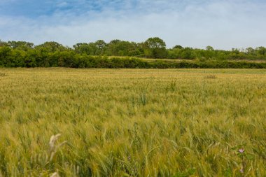 Fransa 'da baharda yeşil buğday tarlası