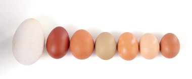 Beyaz arka planda çeşitli boylarda ve renklerde yumurtalar.