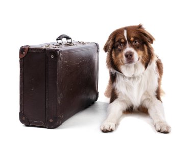 Beyaz arka planda genç Austalian çoban köpeği