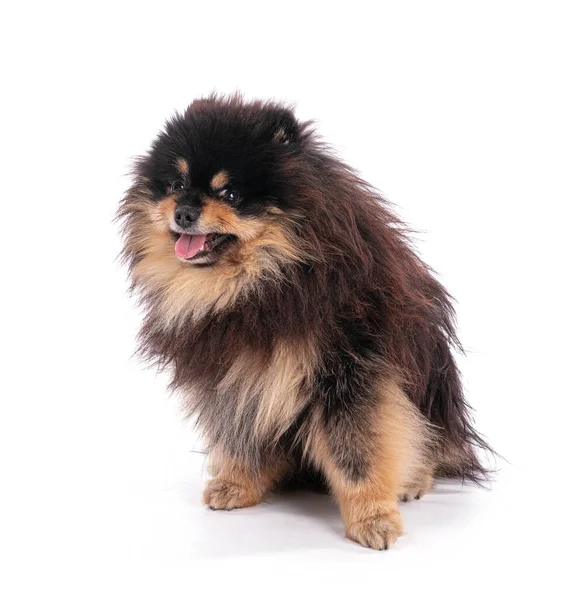 Portrait Adorable Pomeranian Bicolor White Background — Stock Photo, Image