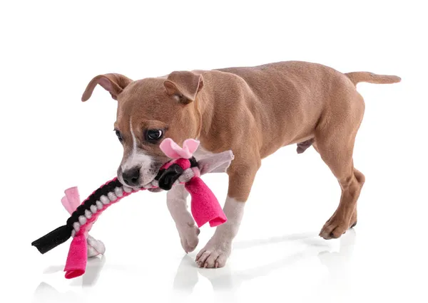 Meses Idade American Staffordshire Terrier Cachorro Brincando Com Brinquedo Tecido — Fotografia de Stock