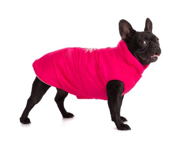 Beyaz arka planda pembe ceketli bir Fransız Bulldog portresi.