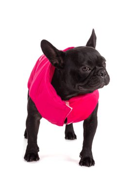 Beyaz arka planda pembe ceketli bir Fransız Bulldog portresi.