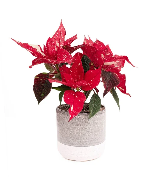 Poinsettia Pot Christmas Gift White Background — Stock Photo, Image