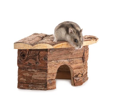 Beyaz arka planda gri bir hamsterın portresi