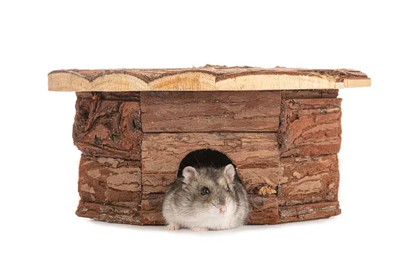 Beyaz arka planda gri bir hamsterın portresi
