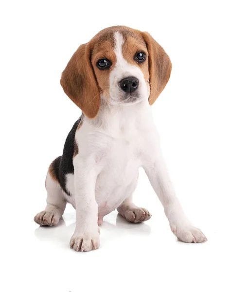 Cute Sentado Filhote Cachorro Beagle Olhando Para Frente Fundo Branco — Fotografia de Stock
