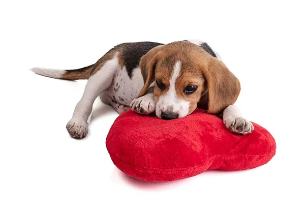 Cachorrinho Beagle Com Coração Pelúcia Vermelho Fundo Branco — Fotografia de Stock