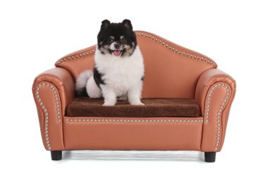 Beyaz arka planda, koltukta siyah beyaz cüce Pomeranya portresi.