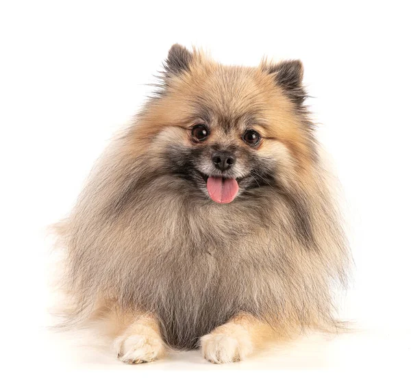 Brown Pomeranian Sheepdog Lying Looking Ahead White Background — Stock Photo, Image