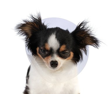 Hasarlı gözlü ve beyaz arka planda plastik yakalı bir Chihuahua.