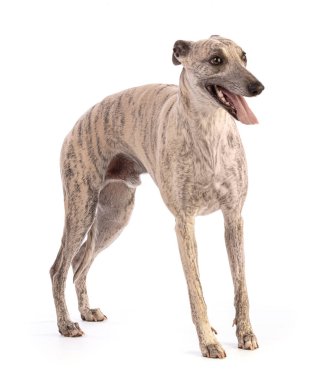 Whippet 'in beyaz arkaplanda duran ve kesilen portresi