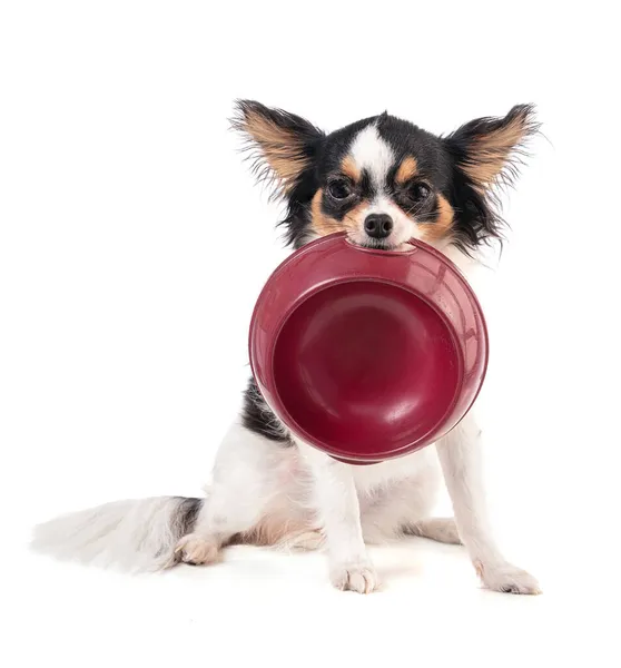 Chihuahua Holding Bowl His Mouth White Background Royalty Free Stock Photos