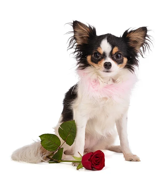 Chihuahua Met Een Roos Liefde Vieren Een Witte Achtergrond — Stockfoto