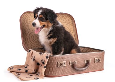 Avustralya çoban köpeği beyaz arka planda izole edilmiş bavulda.