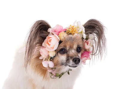 Avrupai oyuncak spanyel, papillon köpek stüdyoda beyaz arka planda izole edildi.