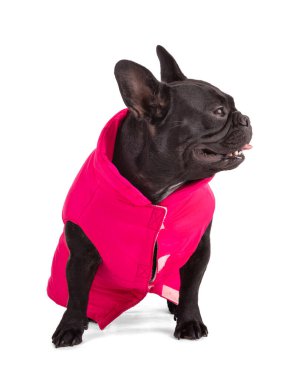 Beyaz arka planda pembe ceketli bir Fransız Bulldog portresi.