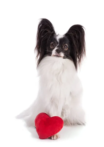 Avrupai Oyuncak Spanyel Papillon Dog Stüdyoda Beyaz Arka Plan Kalbi — Stok fotoğraf