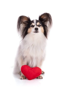 Avrupai oyuncak spanyel, papillon köpek stüdyoda beyaz arka planda izole edildi.