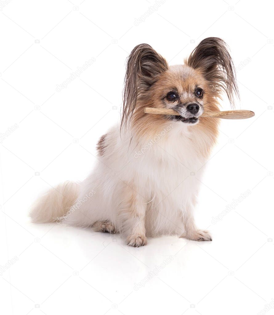 Continental toy spaniel, papillon Dog Isolated with a wooden spoon in the mouth on White Background in studio