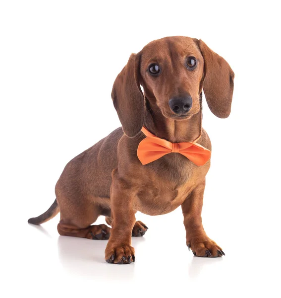 Dachshund, sosisli, beyaz arka planda izole edilmiş turuncu papyonlu.