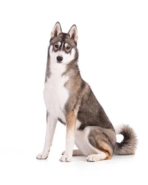 Portret Van Een Maanden Oude Siberische Husky Een Witte Achtergrond — Stockfoto