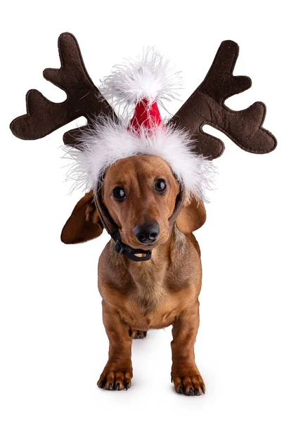 Dachshund Sausage Dog Isolated Reindeer Hat Christmas White Background — Stock Photo, Image