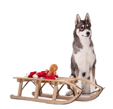 6 aylık Sibirya Husky 'sinin portresi. Beyaz bir arka planda, Noel zamanı kızağıyla.