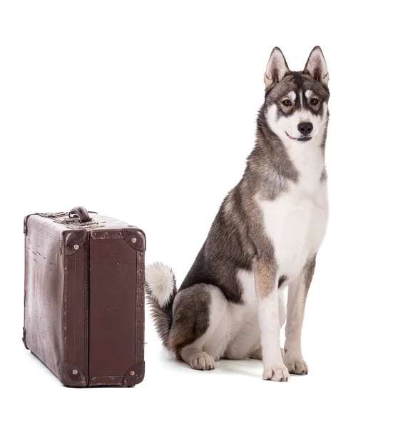 Portret Van Een Maanden Oude Siberische Husky Met Een Koffer — Stockfoto