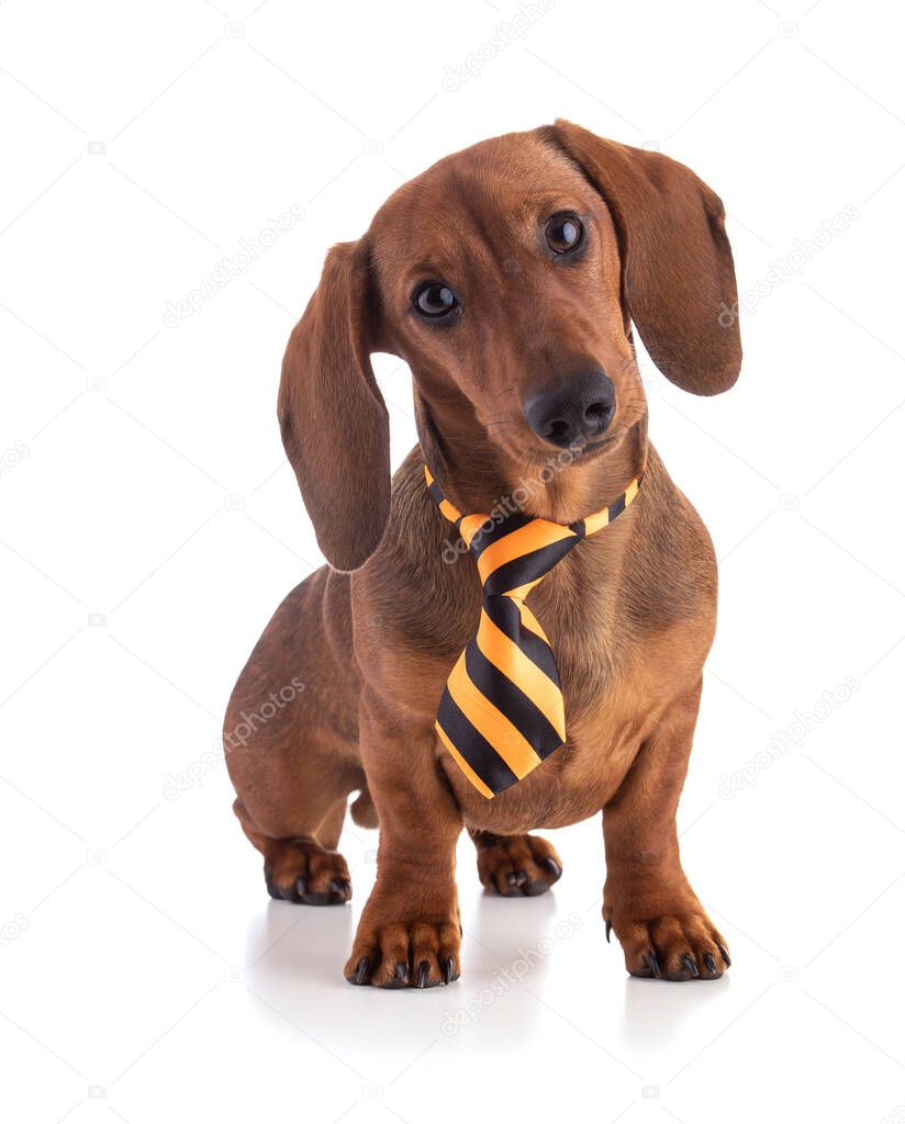 Dachshund, sausage dog with a yellow tie isolated on white background
