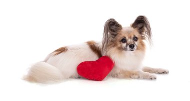 Avrupai oyuncak spanyel, kırmızı kumaştan kalbi olan papillon köpek stüdyoda beyaz arka planda