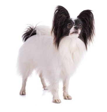 Avrupai oyuncak spanyel, papillon köpek stüdyoda beyaz arka planda izole edildi.