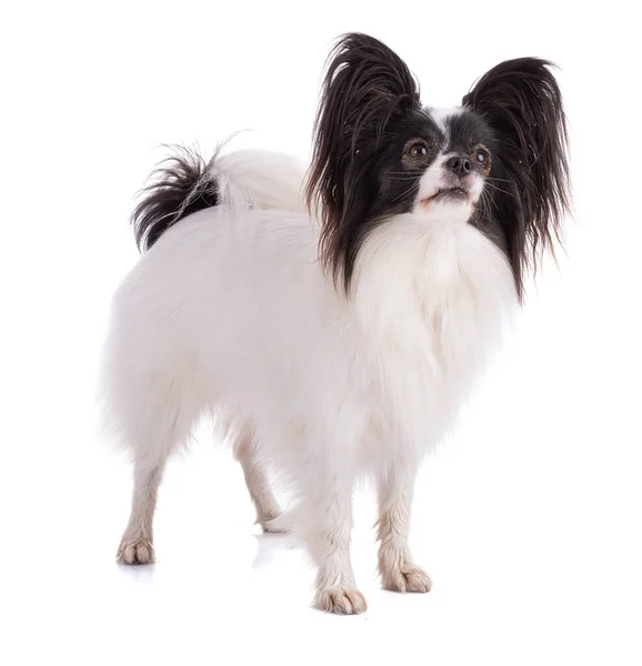 Giocattolo Continentale Spaniel Papillon Cane Isolato Sfondo Bianco Studio — Foto Stock