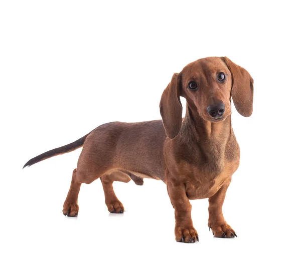 Dachshund, sosisli, dümdüz ileriye bakıyor ve beyaz arka planda izole edilmiş.