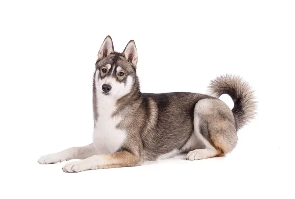 Retrato Husky Siberiano Meses Deitado Voltado Para Frente Fundo Branco — Fotografia de Stock