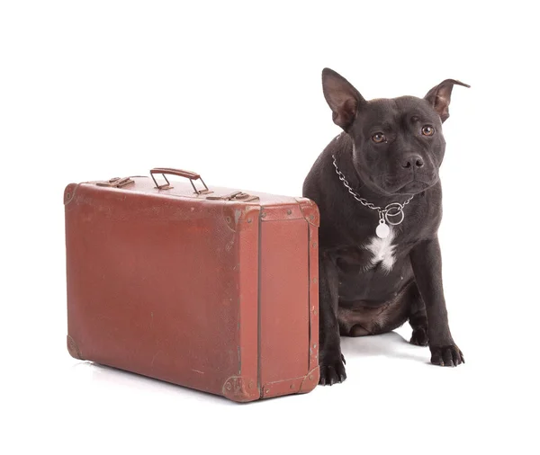 Porträtt Staffordshire Terrier Hund Med Resväska Vit Bakgrund — Stockfoto