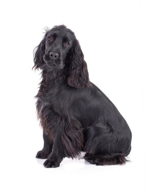 Siyah cocker spaniel beyaz arka planda stüdyoda oturuyor.