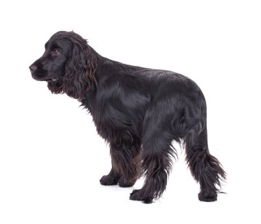 Stüdyoda beyaz arka planı olan siyah cocker spaniel