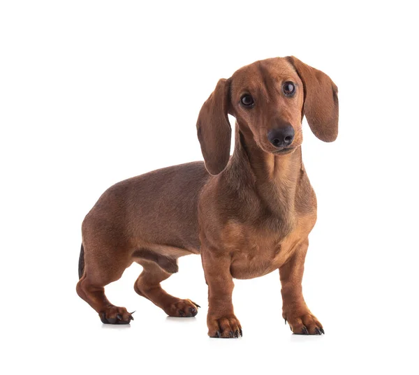 Dachshund, sosisli köpek, önüne bak ve beyaz arka planda izole ol.