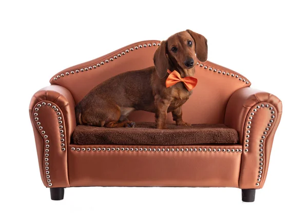 Dachshund Worst Hond Met Een Oranje Strikje Zittend Een Kleine — Stockfoto