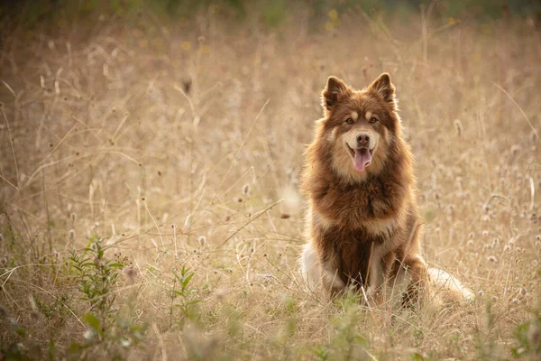 Lapponische Herder Vrij Natuur — Stockfoto