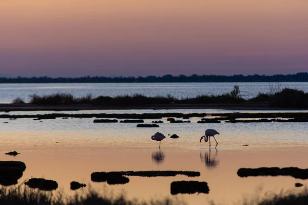 Sunrise Ponds Pink Flamingos Silouette South France — Fotografia de Stock